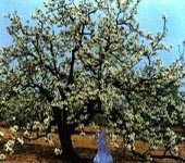 Badaling Parc de for�t nationnal