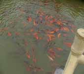 Parc d'expo d'horticulture du monde